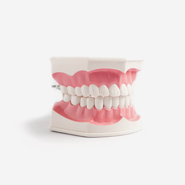 Dental Jaw Model